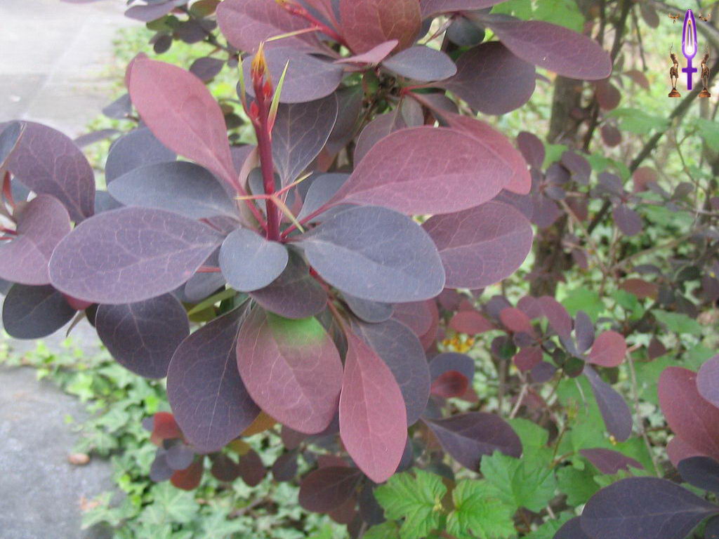 Croix de Lumière, Photo de la Série E No 52 