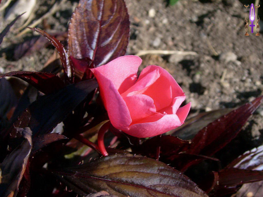 Croix de Lumière, Photo de la Série E No 54 