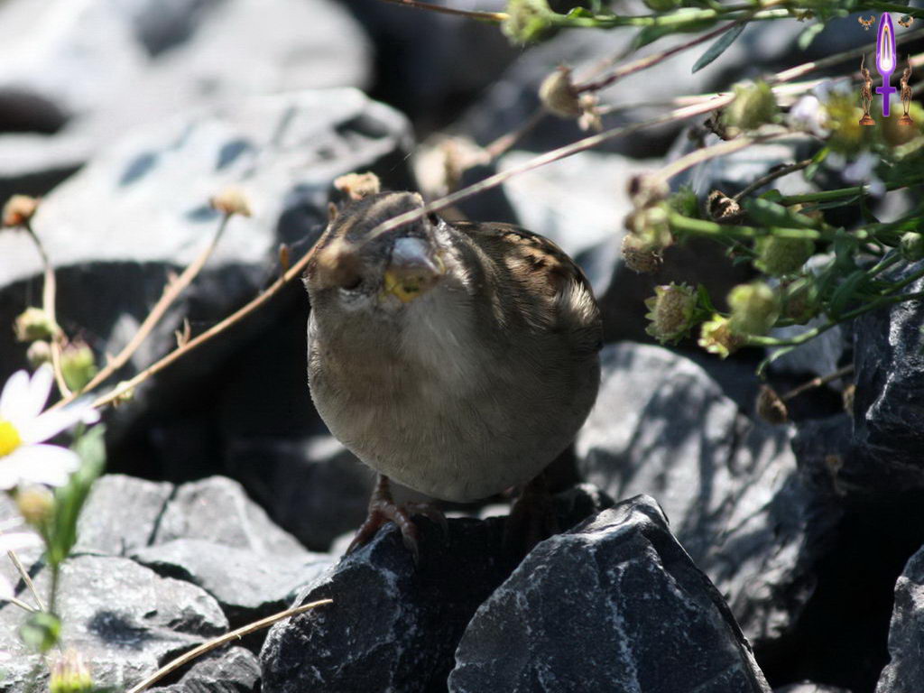 Croix de Lumière, Photo de la Série E No 57 