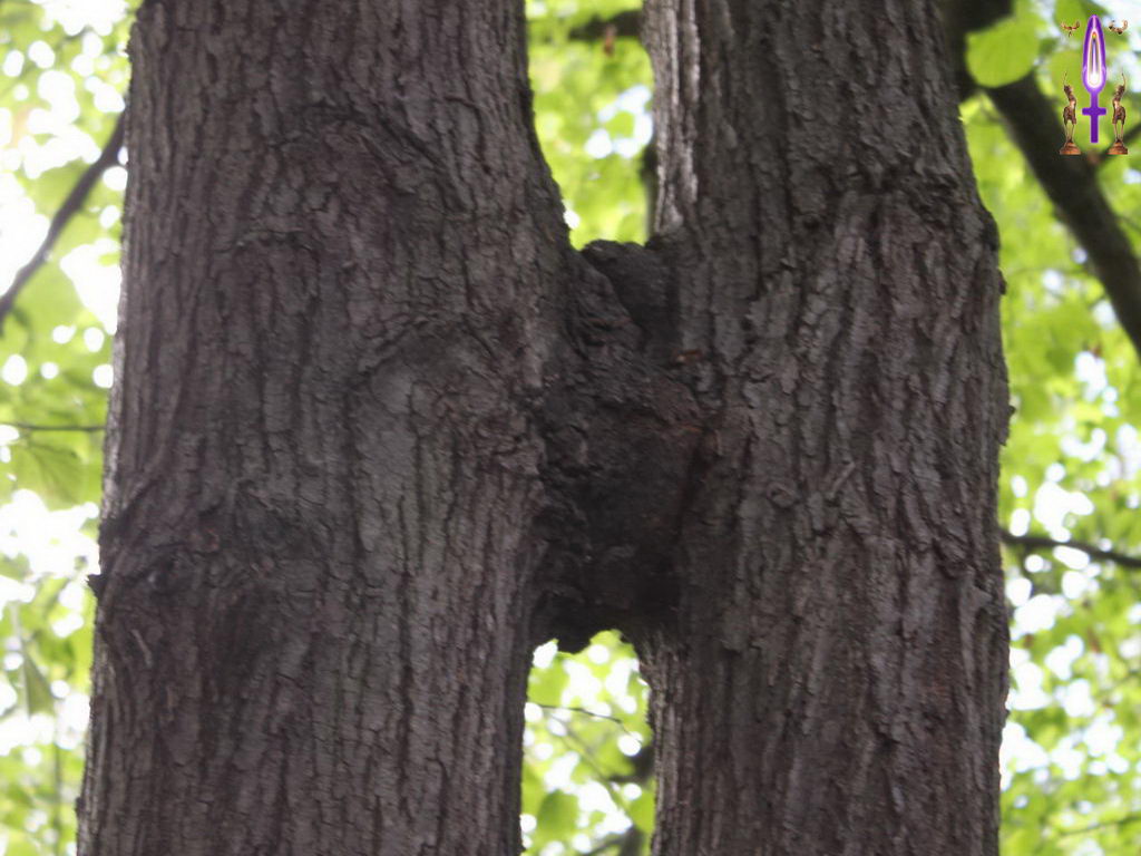 Croix de Lumière, Photo de la Série E No 59 