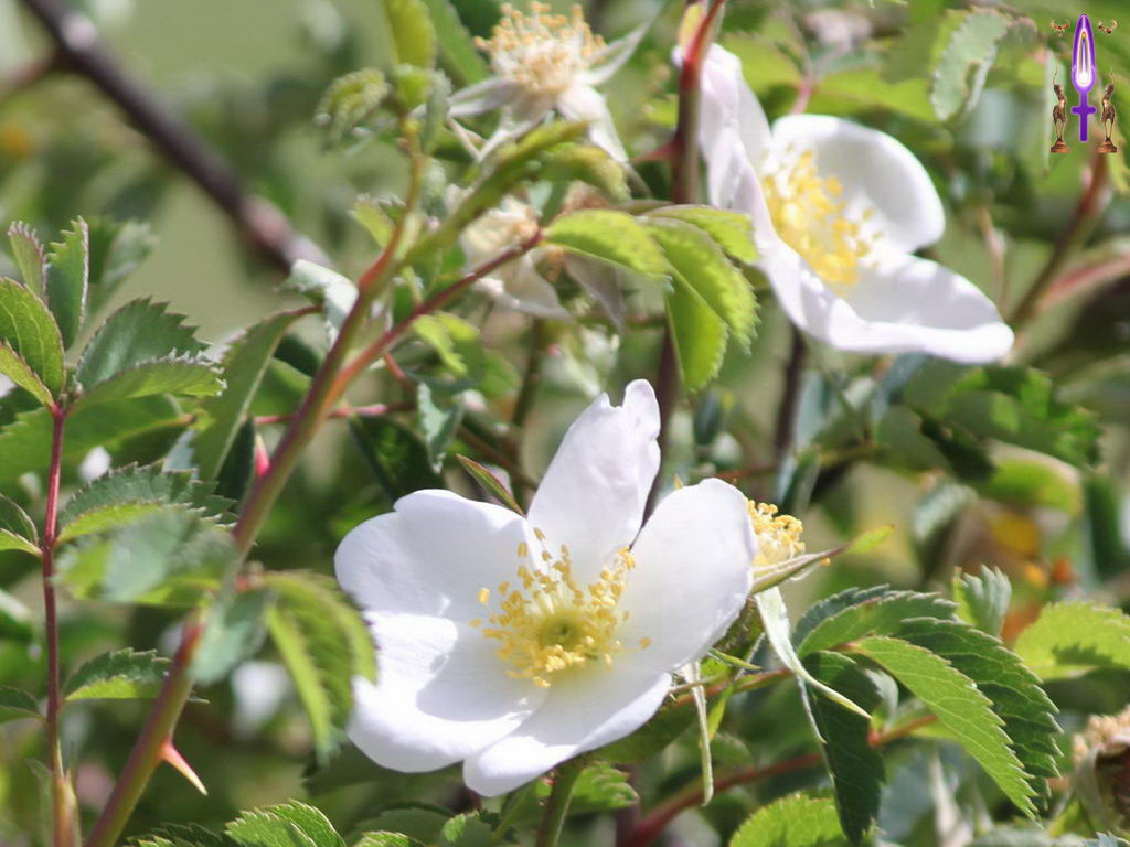 Croix de Lumière, Photo de la Série E No 61 