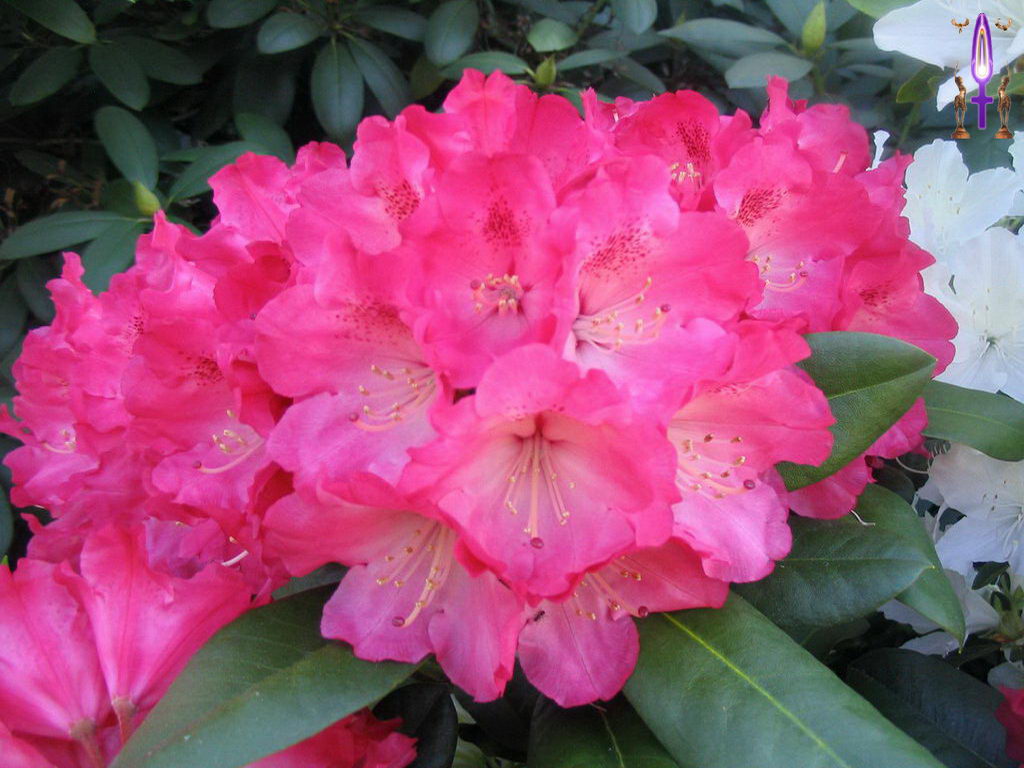 Croix de Lumière, Photo de la Série E No 62 