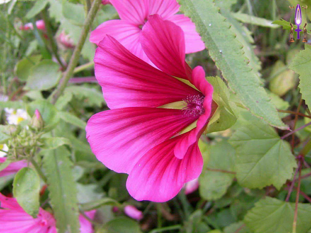 Croix de Lumière, Photo de la Série E No 63 