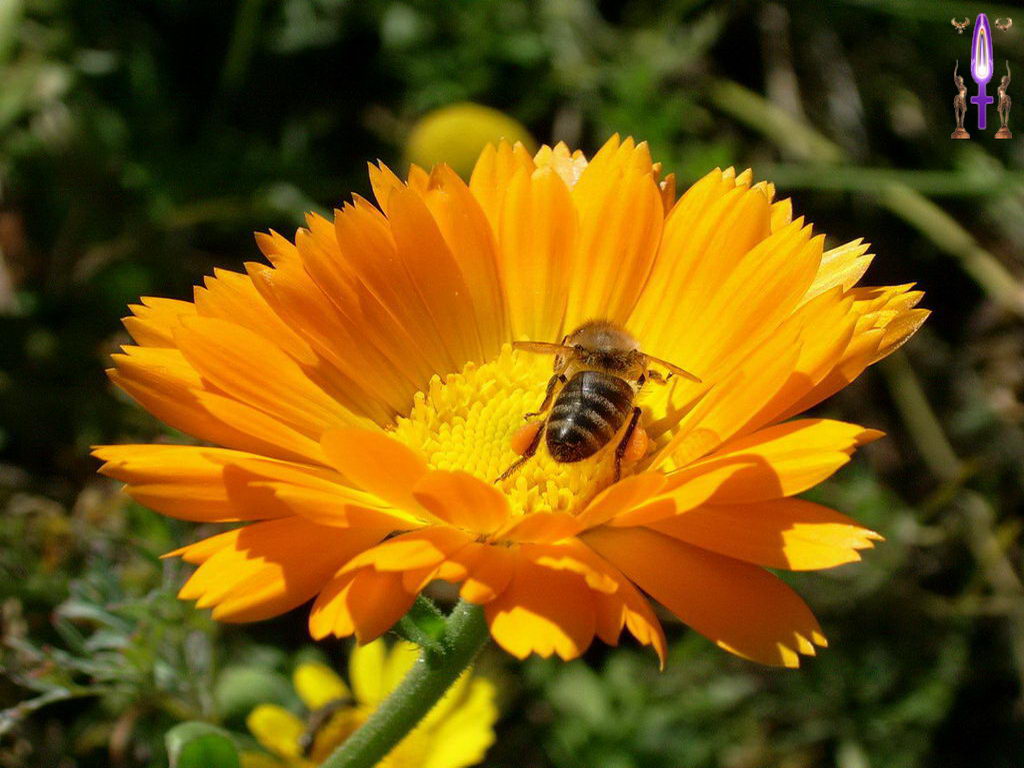 Croix de Lumière, Photo de la Série E No 67 