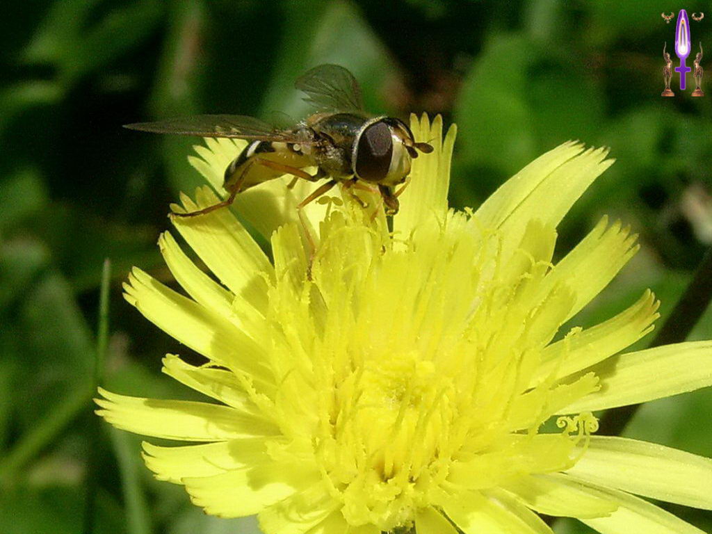 Croix de Lumière, Photo de la Série E No 68 