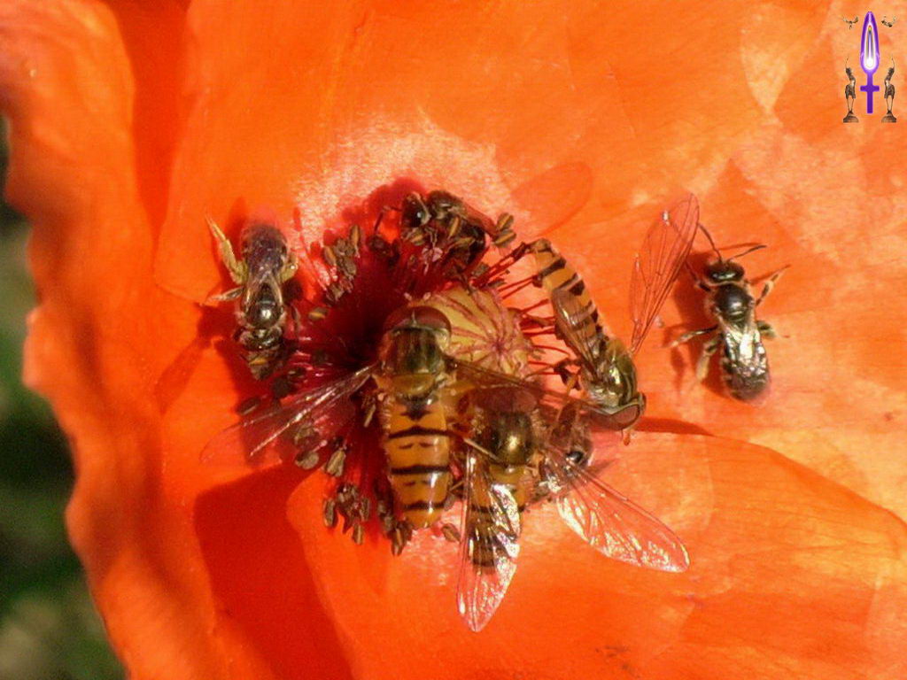 Croix de Lumière, Photo de la Série E No 69 