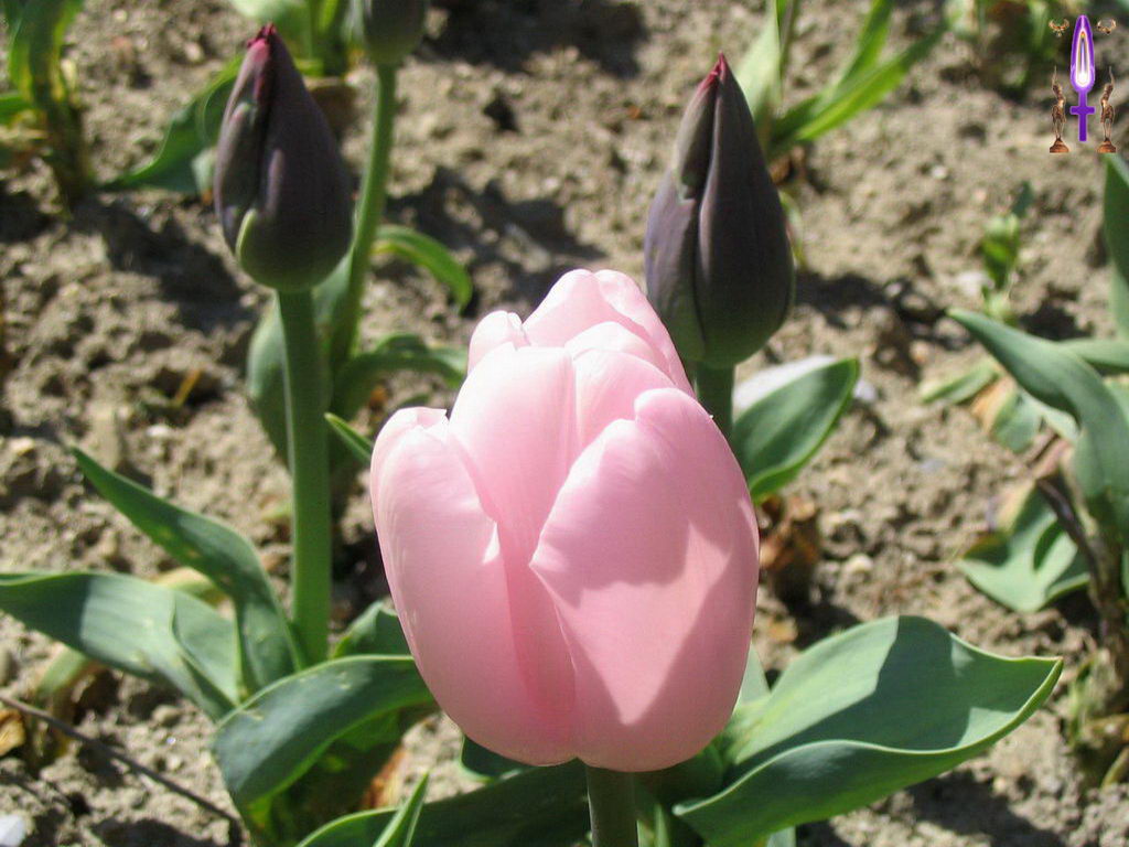 Cliquez sur la Photo pour quitter le Diaporama et Ouvrir la Photo correspondante...