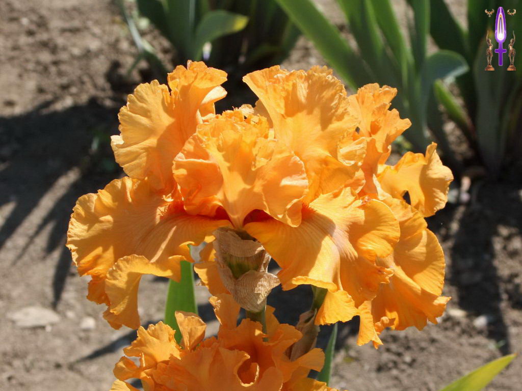 Croix de Lumière, Photo de la Série E No 71 