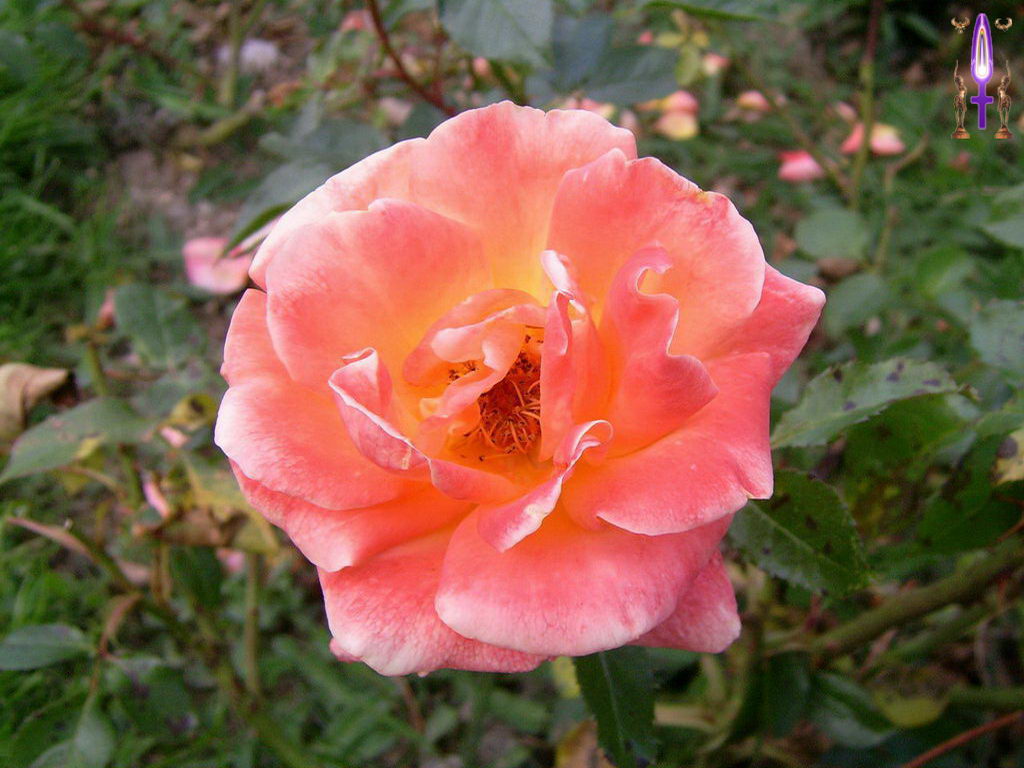 Croix de Lumière, Photo de la Série E No 73 