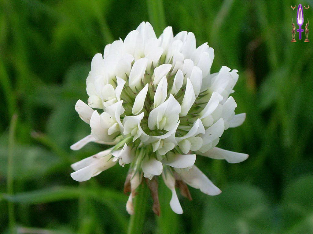 Croix de Lumière, Photo de la Série E No 75 