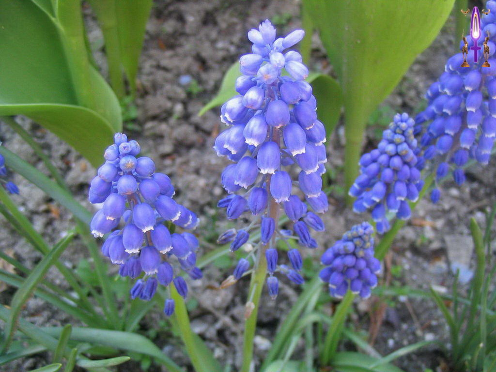 Croix de Lumière, Photo de la Série E No 76 