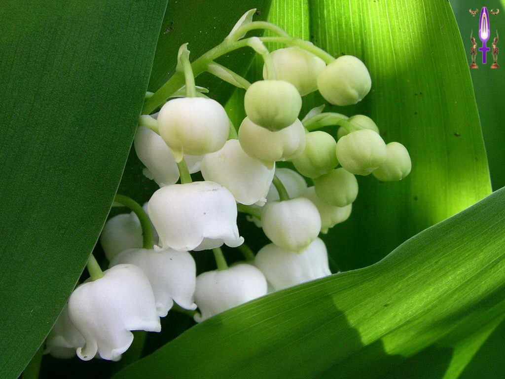 Croix de Lumière, Photo de la Série E No 77 