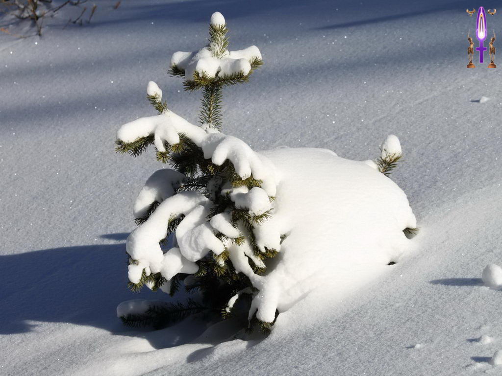 Croix de Lumière, Photo de la Série E No 79 
