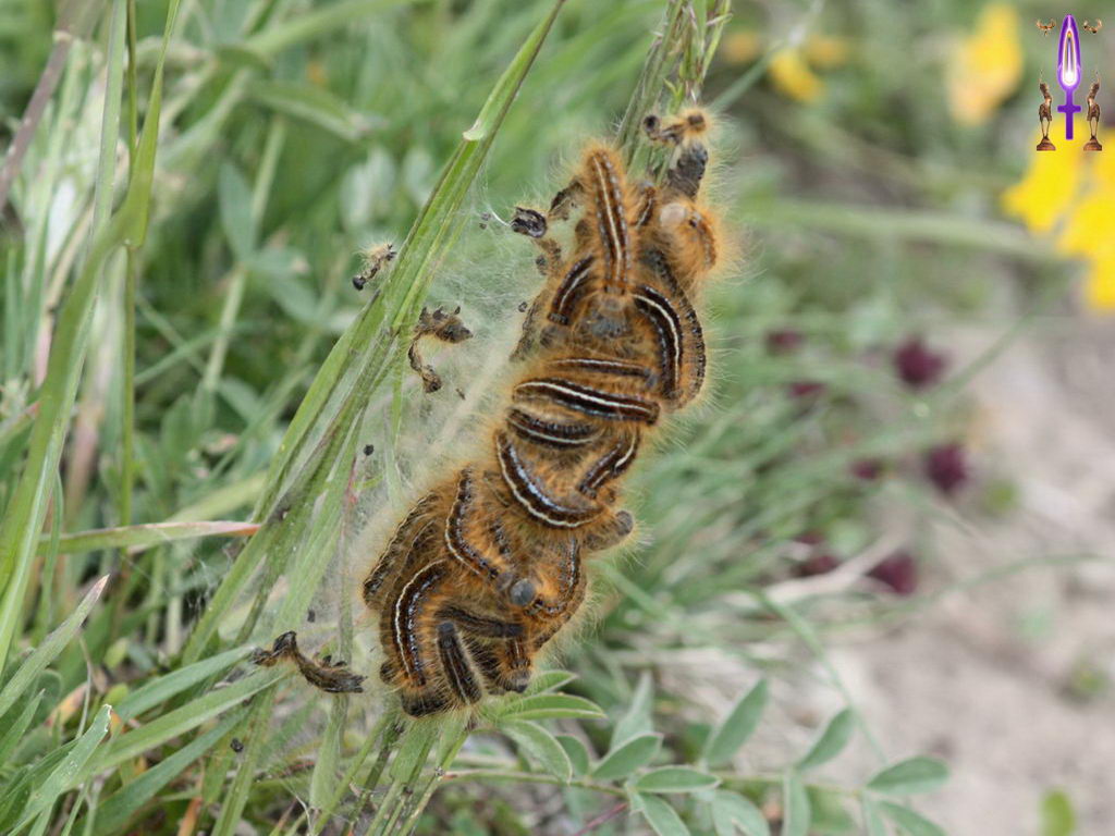 Croix de Lumière, Photo de la Série E No 010 