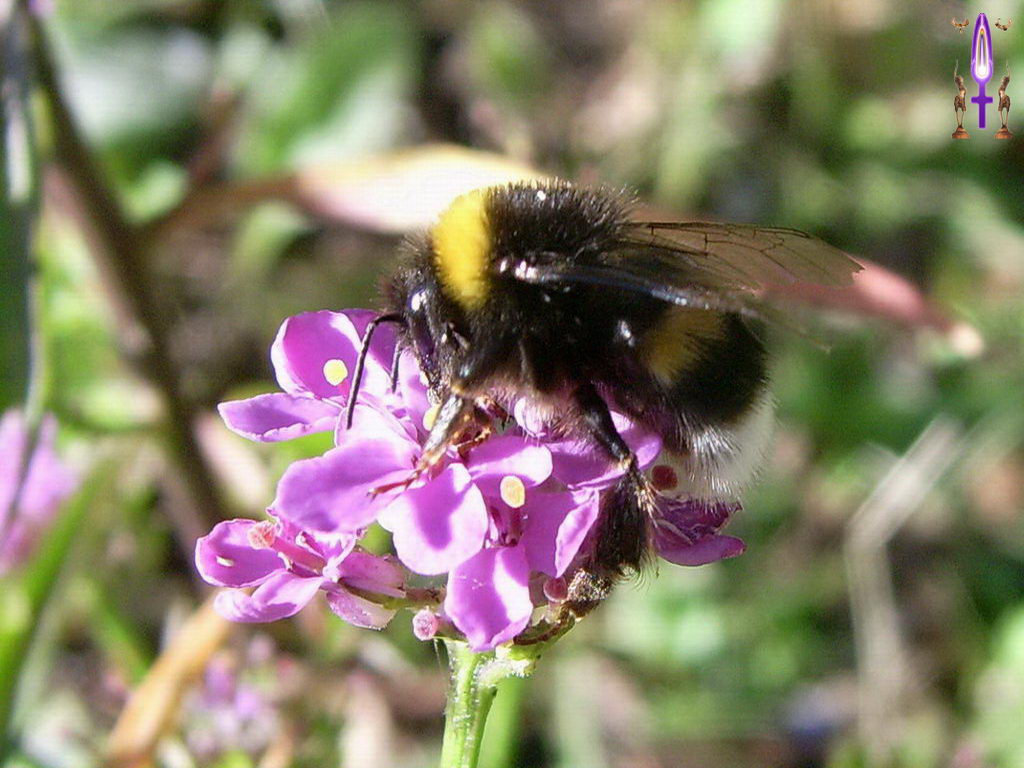 Croix de Lumière, Photo de la Série E No 84 