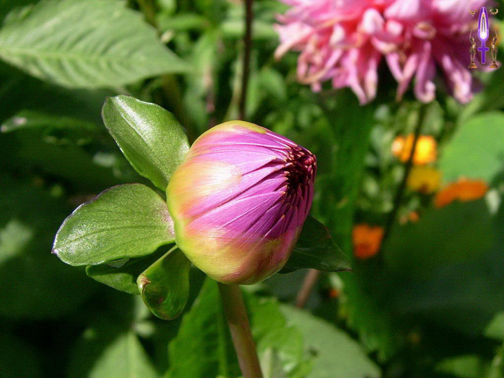 Croix de Lumière, Photo de la Série E No 85 