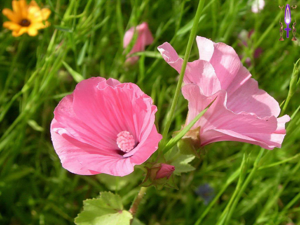 Croix de Lumière, Photo de la Série E No 86 