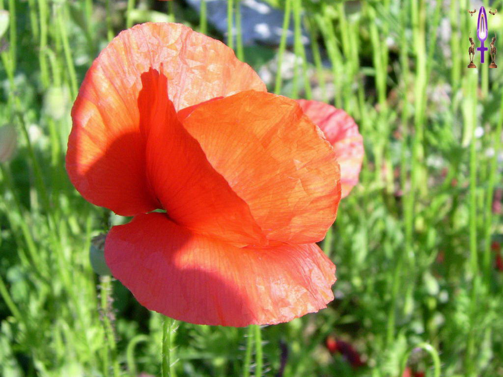 Croix de Lumière, Photo de la Série E No 87 