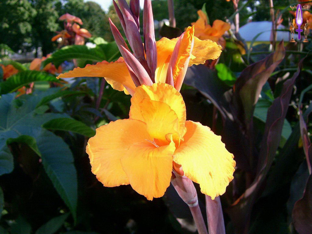 Croix de Lumière, Photo de la Série E No 090 