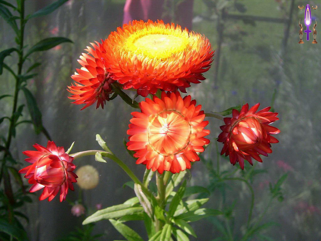 Croix de Lumière, Photo de la Série E No 94 