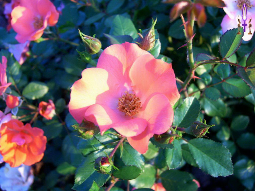 Croix de Lumière, Photo de la Série E No 92 