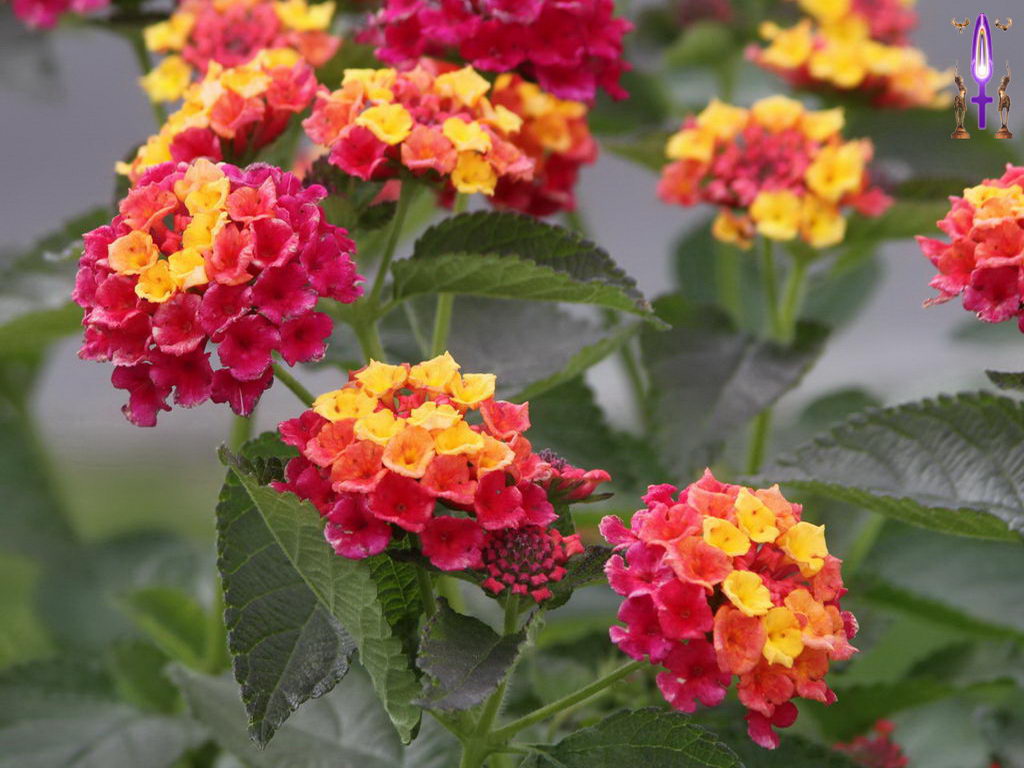 Cliquez sur la Photo pour quitter le Diaporama et Ouvrir la Photo correspondante...