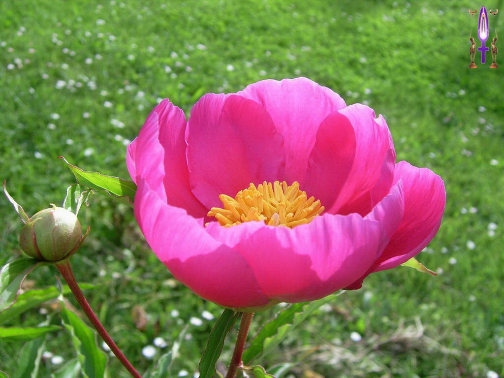 Croix de Lumière, Photo de la Série E No 95 