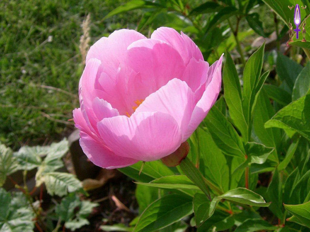 Croix de Lumière, Photo de la Série E No 97 