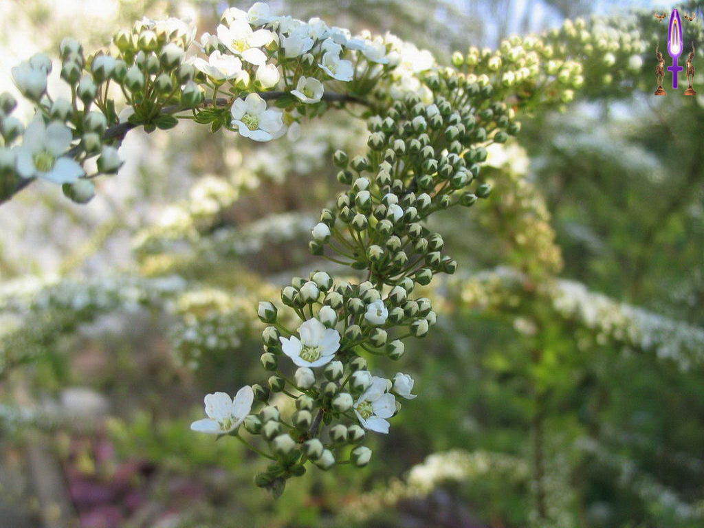 Croix de Lumière, Photo de la Série E No 98 
