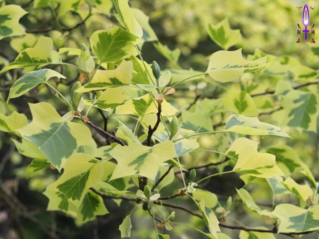 Croix de Lumière, Photo de la Série E No 101 