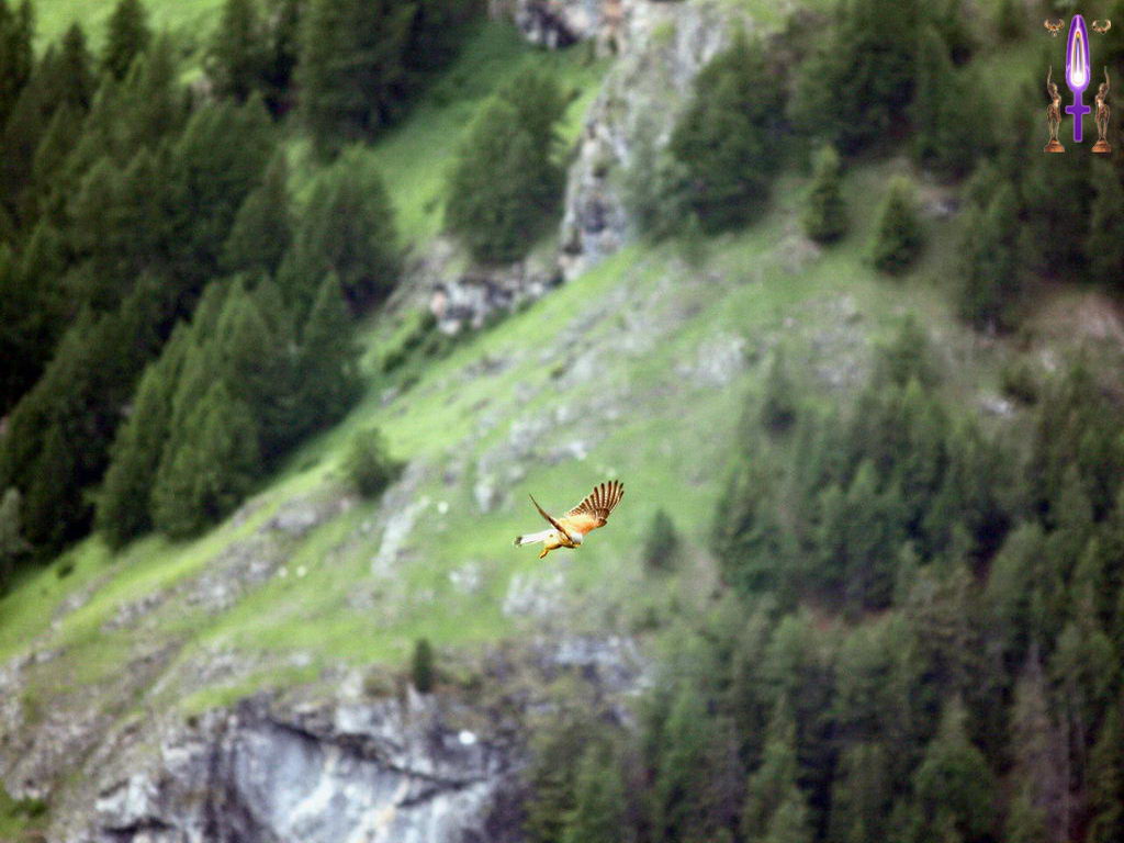 Croix de Lumière, Photo de la Série E No 104 