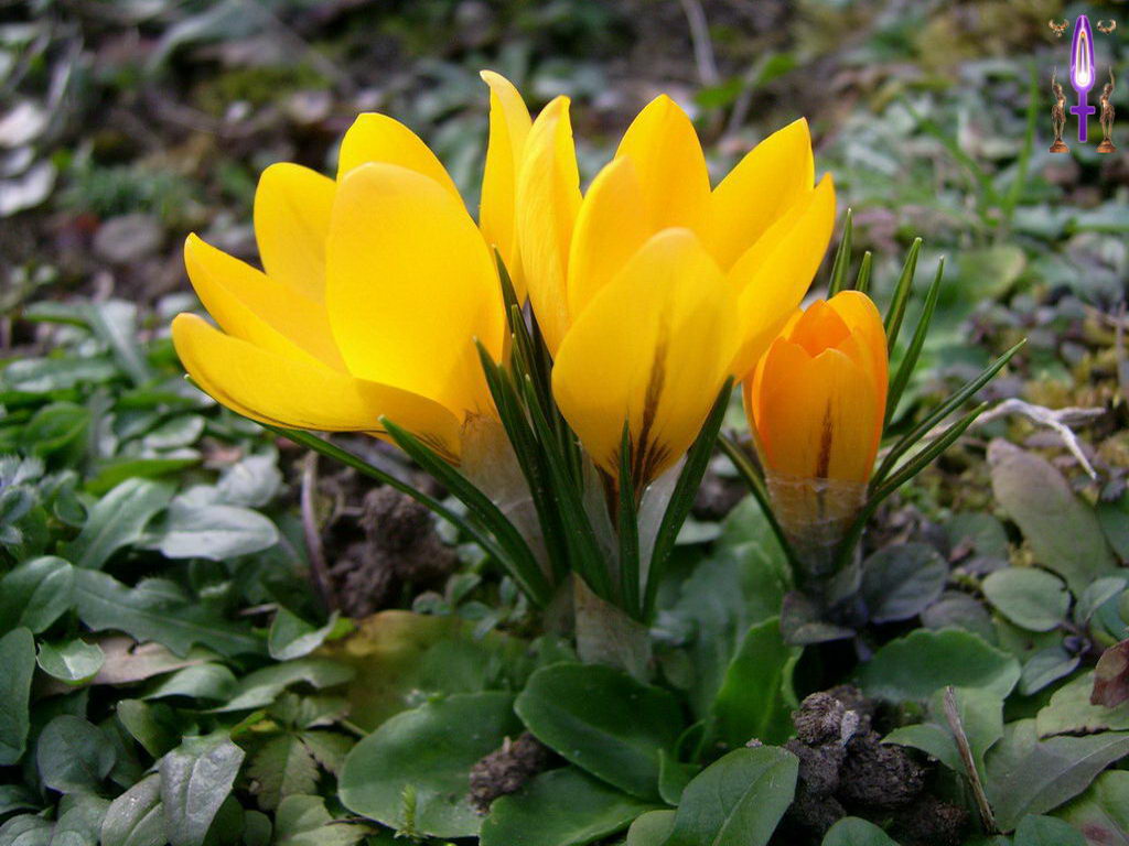 Croix de Lumière, Photo de la Série E No 105 