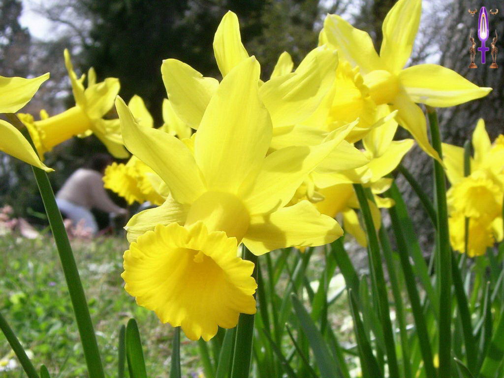 Croix de Lumière, Photo de la Série E No 106 