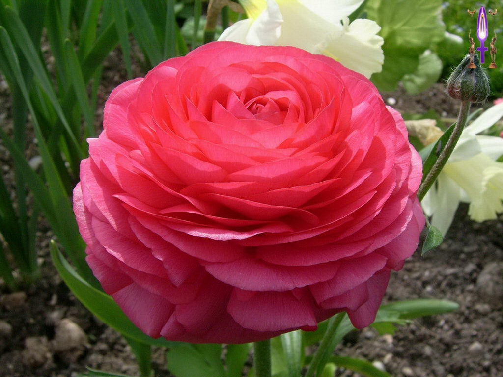 Croix de Lumière, Photo de la Série E No 107 