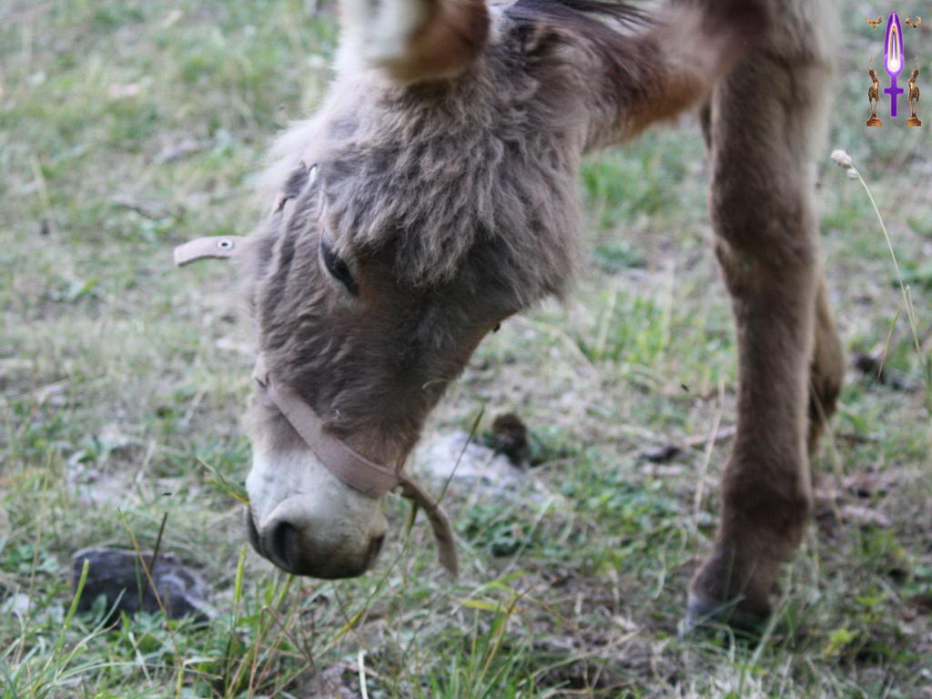 Croix de Lumière, Photo de la Série E No 108 