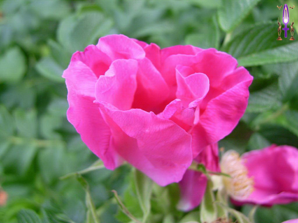 Croix de Lumière, Photo de la Série F No 2 