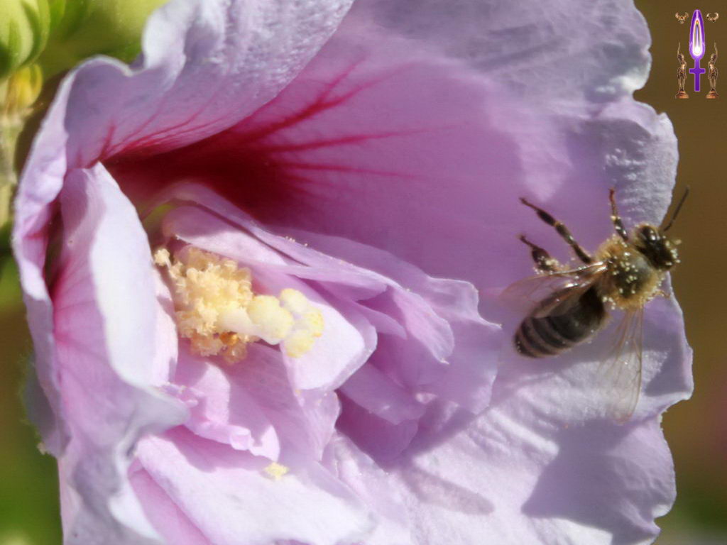 Croix de Lumière, Photo de la Série F No 4 