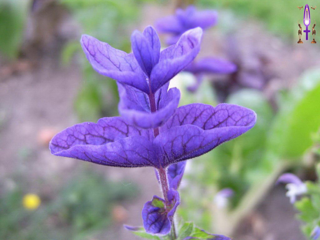 Croix de Lumière, Photo de la Série F No 5 