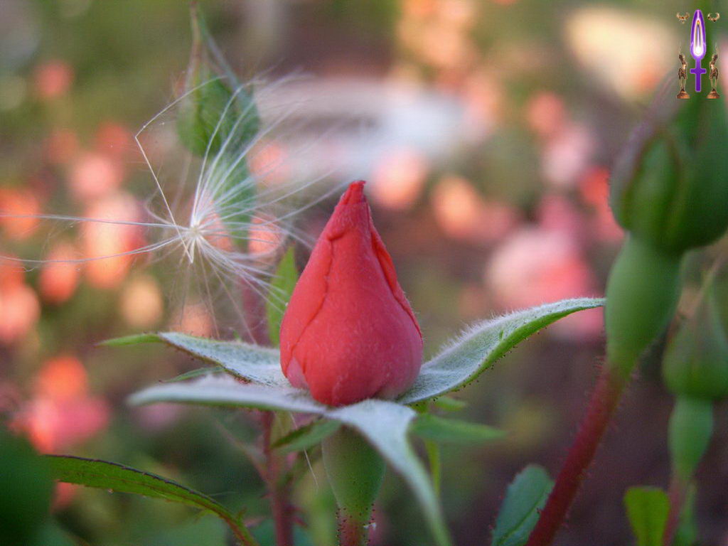 Croix de Lumière, Photo de la Série F No 6 