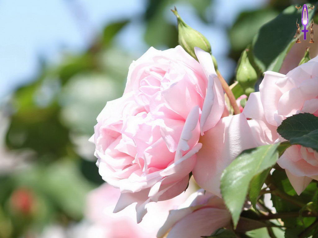 Croix de Lumière, Photo de la Série F No 7 