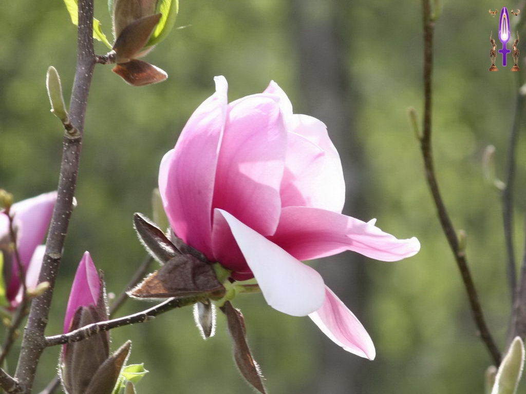 Croix de Lumière, Photo de la Série F No 8 