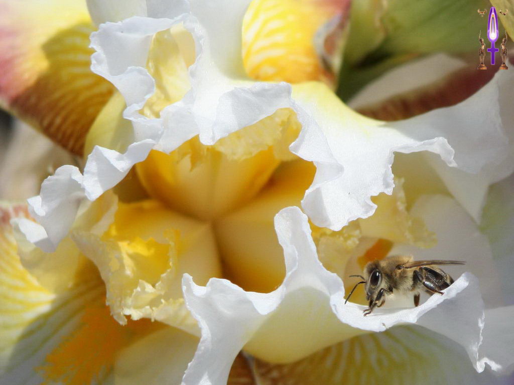 Croix de Lumière, Photo de la Série F No 9 