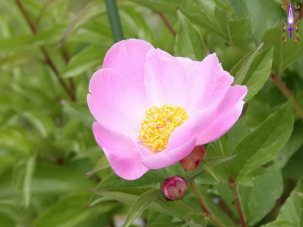 Croix de Lumière, Photo de la Série F No 010 
