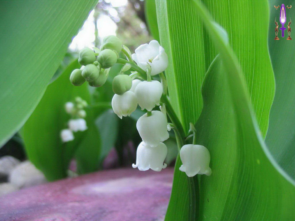 Croix de Lumière, Photo de la Série F No 11 