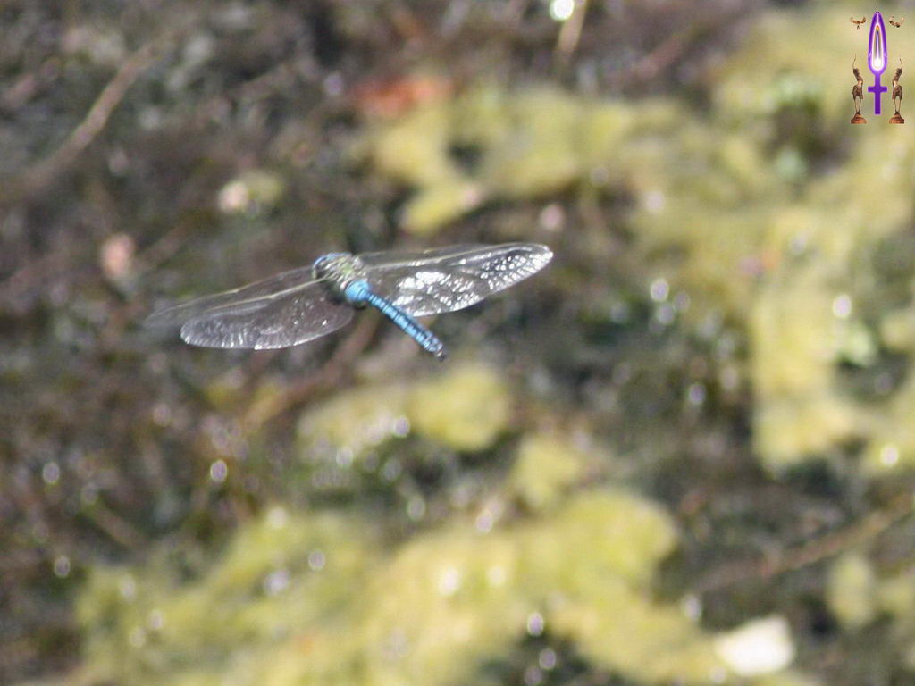 Croix de Lumière, Photo de la Série F No 12 