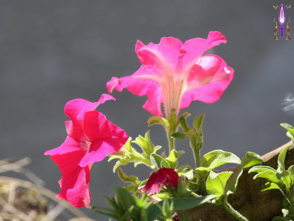 Croix de Lumière, Photo de la Série F No 15 