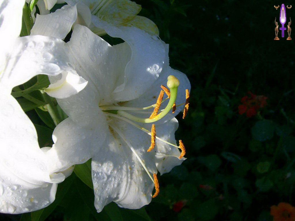 Croix de Lumière, Photo de la Série F No 17 