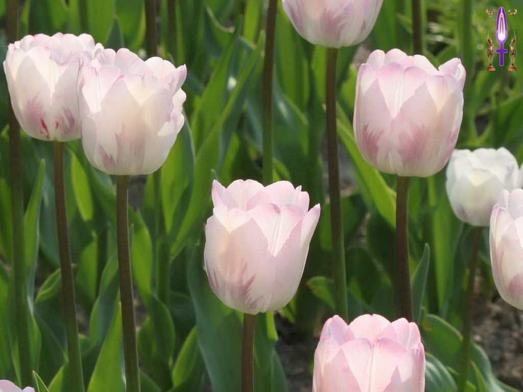 Croix de Lumière, Photo de la Série F No 20 