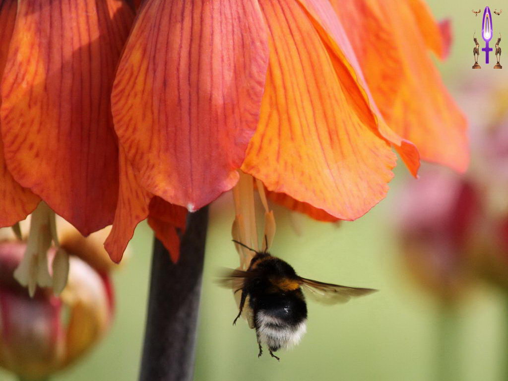 Croix de Lumière, Photo de la Série F No 21 