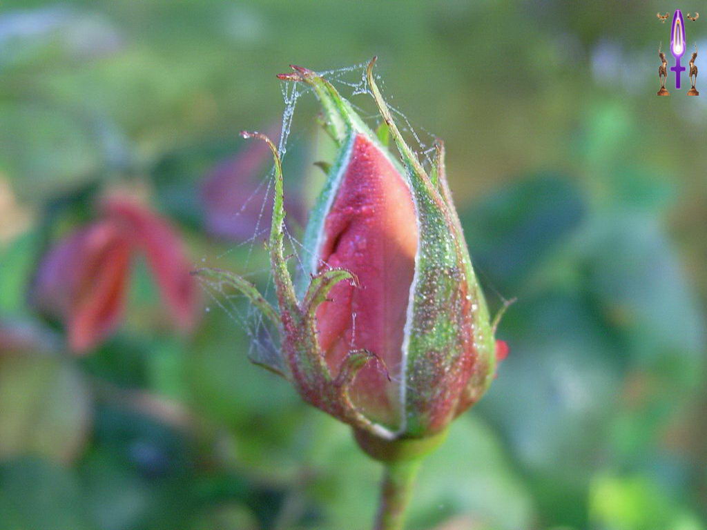 Croix de Lumière, Photo de la Série F No 22 